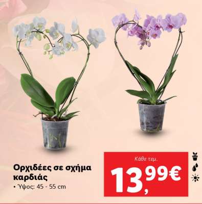 Ορχιδέες σε σχήμα καρδιάς