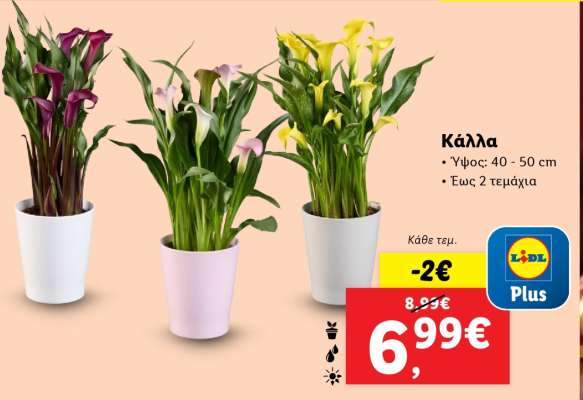 Κάλλα