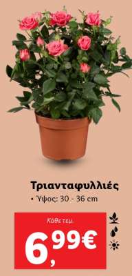 Τριανταφυλλιές